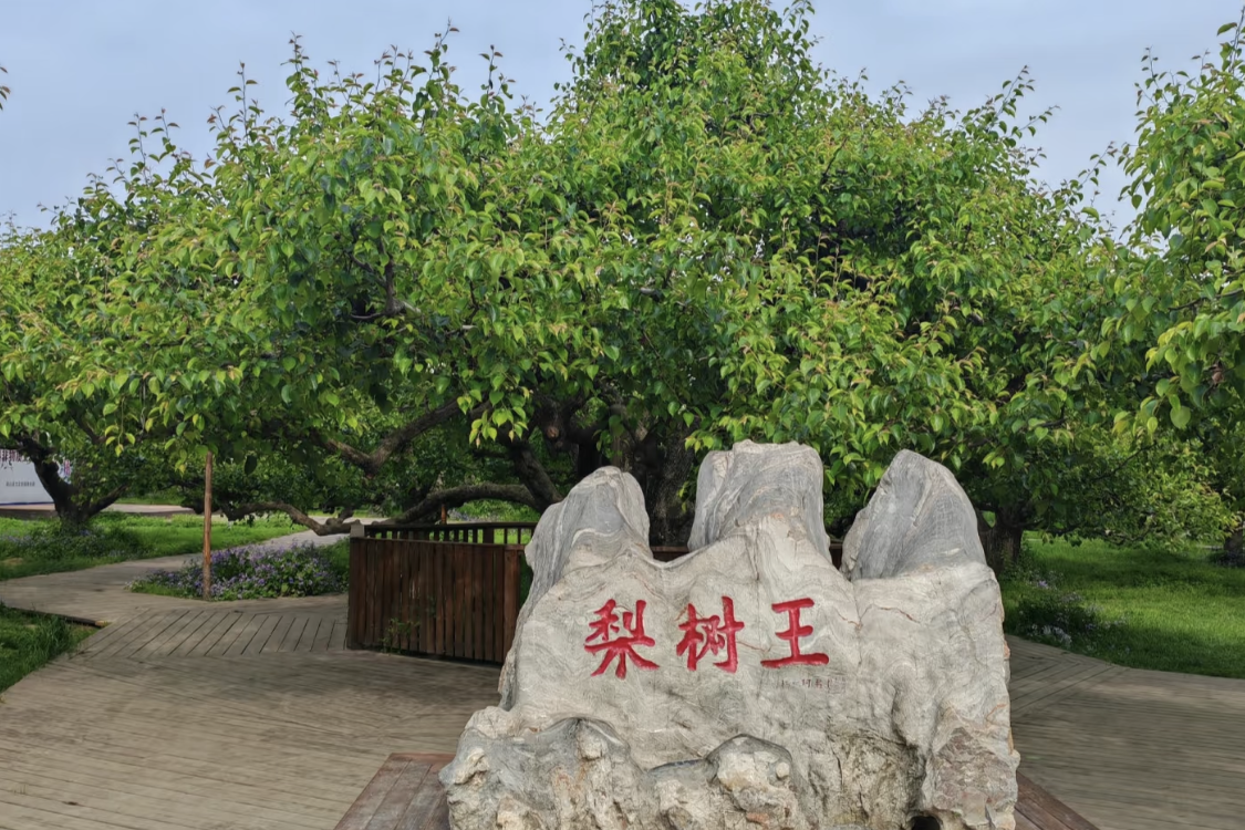 Dangshan Pear Tree King